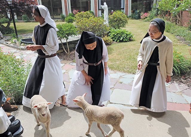 The lambs and sisters visit each other in the monastery garden. 